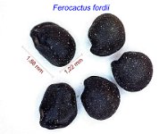 Ferocactus fordii.jpg